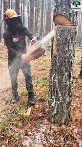 Cutting Down a Tree | GreenFell Solutions