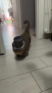 Such a distinguished gentleman. 😘 #gentlecat #Meowacat | Meowacat