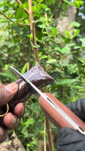 Mastering Air Layering Techniques for Premna Bonsai