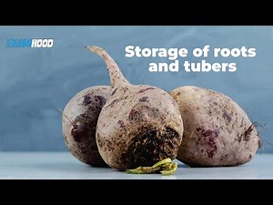 Storage of Roots and Tubers