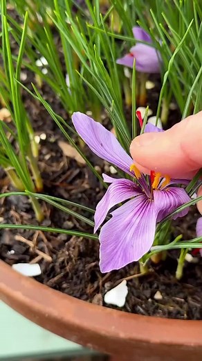 Comment faire pousser du safran dans votre jardin