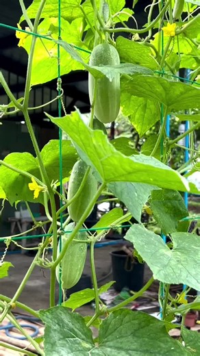 BrainMaster.1 (@brainmaster.1)’s videos with original sound - Granny's Gossip