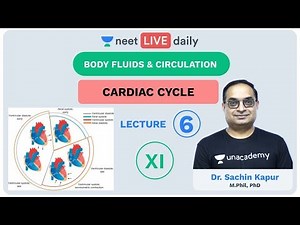 Body Fluids & Circulation - Lecture 6 | Unacademy NEET | LIVE DAILY | NEET Biology | Dr Sachin Kapur