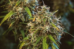 Quand récolter des plants de cannabis