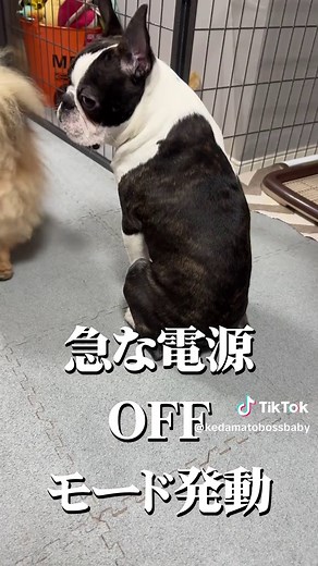 ボステリと住んで気づいたこと