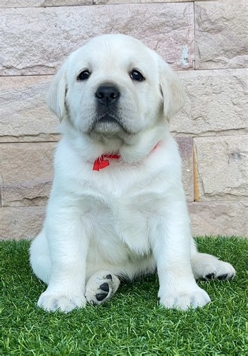 Happy Valentine’s Day with Labrador Retrievers!