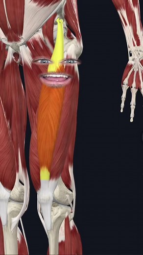 Rectus Femoris Origin- Anterior inferior iliac spine, and Supraacetabular groove of ilium Insertion- Tibial Tuberosity, via tendon of quadriceps femoris muscle and patellar ligament. Action- extends leg at knee joint; flexes thigh at hip joint Innervation- Femoral nerve, (L2-L4) Arterial supply- deep femoral and lateral circumflex femoral arteries. The rectus Femoris muscle cannot be tested in isolation, therefore all four muscles of the quadriceps Femoris are tested simultaneously by extending 