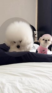 The Best Massage Therapist 🤣 | The Idea King