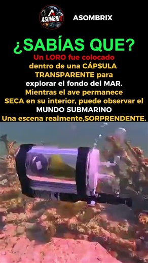 🦜😱 ¡UN LORO EXPLORA EL FONDO DEL MAR DENTRO DE UNA CÁPSULA! #Shorts