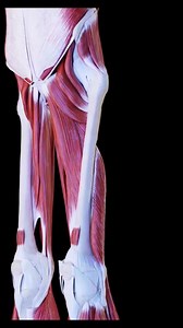C'est quoi le Quadriceps ? 🦵 Le Quadriceps est un ensemble de 4 muscles qui se rejoignent pour former un tendon commun qui englobe la Patella et se prolonge en dessous en se fixant sur le haut du Tibia. 💡 Quels sont-ils ?⤵️ - Le Droit Antérieur (ou fémoral) est le muscle central qui s'insère sur le bassin (EIAS de l'iliaque) et descend jusqu'à la Patella. - Le Vaste Interne se fixe sur le bord interne du fémur et rejoint la Patella. - Le Vaste Externe se fixe sur le bord externe du fémur et re