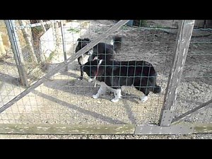 Border Collie Mating - Female Border rejects the male