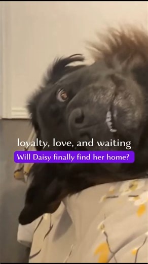 🥁 Say hello to Daisy, the adorable Golden Retriever x Labrador mix who’s ready to rule your heart! 💛 At 9 years young, Daisy is well-trained, super smart, and a total cuddle bug 🐶✨ ✅ Knows commands: sit, down, paw, high five & speak 🚫 Best suited for a home with no small kids 🐱 Great with cats | 🐕 Reactive to other dogs & strangers 🏡 Needs an active home with older kids or adults only Let’s help Daisy find the perfect match! 🥹 Visit @petmeetly to adopt her now 💌 #adoptme #goldenretrieve