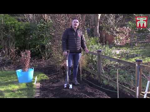 How to plant bare root hedging with Thompson & Morgan