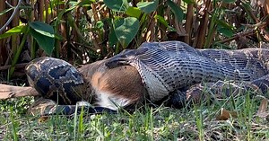 Python verschlingt kompletten Hirsch