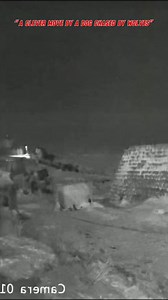 Late at night, far from human settlements, a pack of wolves targeted a owned dog and began chasing it. After minutes of intense pursuit, the dog was almost caught. But a smart and bold maneuver at the last second changed everything. Caught off guard, the wolves panicked and retreated. In nature, survival is not always about strength — sometimes, intelligence makes the difference. "We've shared never-before-seen footage of encounters between wolves and dogs. If you want to witness nature's most s