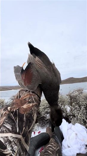 1st drake gadwall of the szn #birdhunting #duck #hunting #duckhunting #hunter #waterfowlhunting