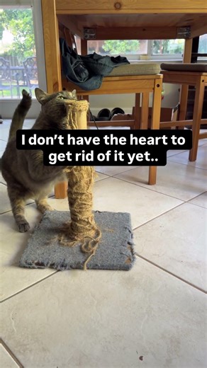 How long do you keep your dead scratchy posts?? It seems like her security scratchy post blanket 😅