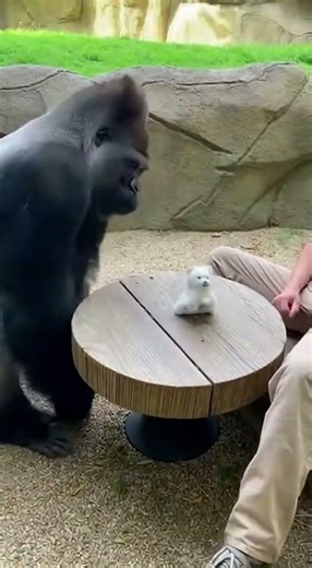 Gorilla Toy Switch leaves this silverback absolutely stunned! #gorilla #prank #viral