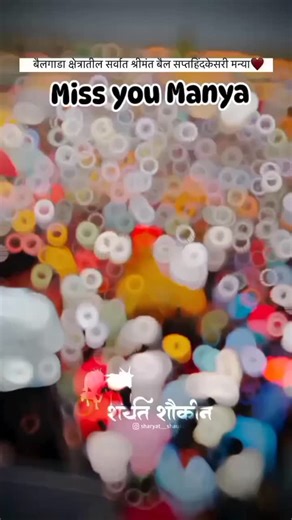 हिंदकेसरी_बैलगाडा_संघटना 🚩 on Instagram: "#missyou_मन्या_Bhai💔💐 . . #वायरलट्रेंडिंगरील्स🇬🇧🏍️ip2025 #रील्स🇬🇧🏍️ #ट्रेंडिंग #pailvan_#instaphoto #instapost #instapollywood #instagram #instadaily #instalike #instafashion #explorepage #bailgada #bailgadasharyat #bailgadapremi #bailgada_lover #bailgadasharyat✔👑 #bailgada_stage #punecity #shetkari #shetkari_pattern👳✌️ #शेतकरी #शेतकरी_brand🌱😎💪 #शेतकरीपुत्र🌾 #नाद_एकच_बैलगाडा_शर्यत🚩🚩 #नाद_हा_रक्तात_असावा_लागतो👑👑"