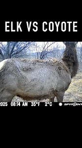 Elk vs Coyote | Old Hat Outdoors