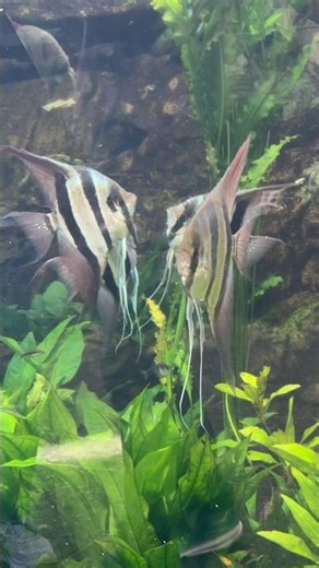 Some of the largest Altum Angelfish we have ever seen. ​⁠At Shedd Aquarium Chicago. #xzoticaquatics