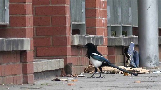 Magpie Attacks Rat in Birmingham - You Won't Believe What Happens Next!