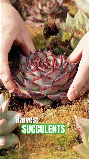 MASSIVE Succulent Garden HARVEST! Digging Up Hundreds of Plants!