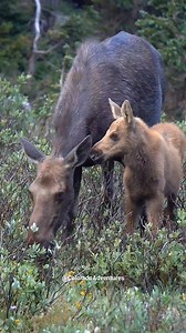 Mom! Pay attention to me! #moose #rmnp #wildlifevideos #coloradoadventures #Colorado #rockymountainnationalpark #fyp #wildanimals #reels | Colorado Adventures