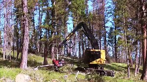 29K views · 170 reactions | Montana-based Bull Creek Forestry operating a new Tigercat LH822C harvester in a selective felling application. Source: Tigercat forestry equipment | Forestry Equipment in Action | Facebook