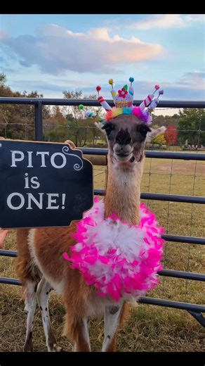 Happy Birthday to the OG Pepito that made me a llama-mama! 🎂 🦙🥳🦙 🎉 🦙 | Lots of Llamas