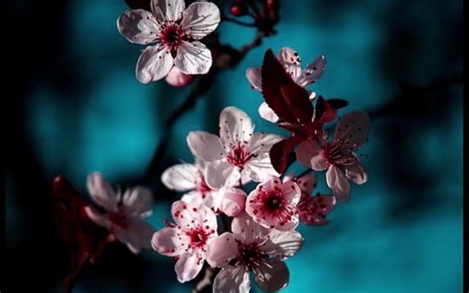 一张冷门且神秘的合辑《Divine Spark Vol.1》