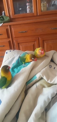 Pasando el rato❤ #agapornis #inseparables #birds #Lovebirds#loros