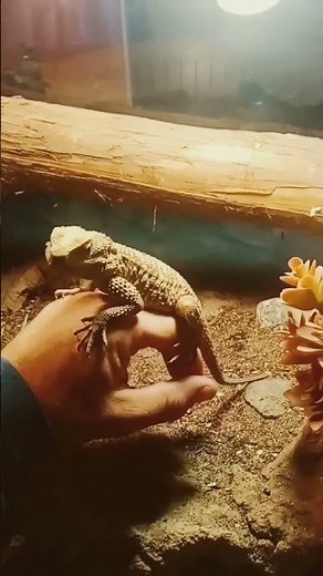Painted Agama - Laudakia Stellio Brachydactyla