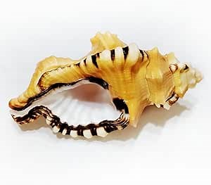 Black-Spotted Bath Triton Sea Shell Cymatium Lotorium Natural Yellow-Orange Shell Conch Specimen Fish Tank DIY Photography Props