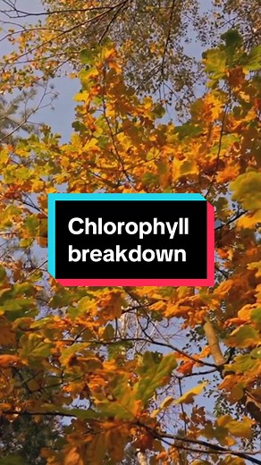 Discover the science behind the stunning colors of autumn leaves! #ScienceBits #AutumnColors #LeafScience #ScienceFacts #TikTokScience