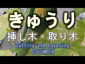 きゅうり 挿し木・取り木 CUCUMBER Cutting and Layering