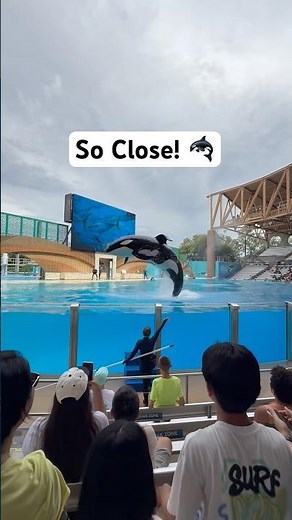 We Finally Saw the Orca Show at SeaWorld Orlando! 🫍