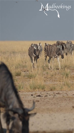 68K views · 2K reactions | Zebras lead the way as they approach a gathering of Wildebeest in Etosha. #namibia #etosha #zebra #wildebeest #safari #travel #wildlife #traveller #visitnamibia #africansafari #explore #wildlifephotography #madbookings | Nwrnamibia | Facebook