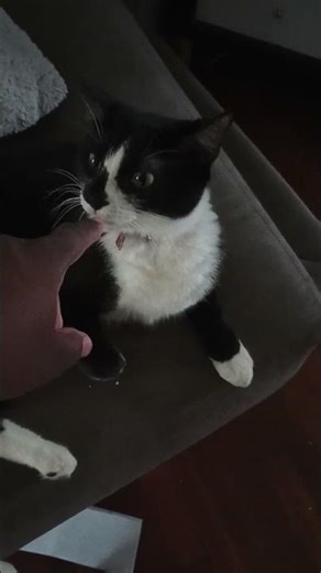 Feral cat setting up traps #catvideos #cuteanimal #funny #cutecat #kitten