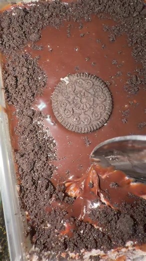 Delicious Sweet Oreo Chocolate Delight Recipe