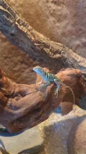 Halsbandleguan auf Wurzel 💛 | 🐍 Viking Reptiles #shorts