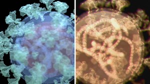 Debunking the idea viruses always evolve to become less virulent