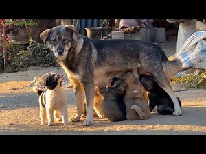 A Loving Mama Dog Nursing and Caring for Her 7 Puppies | Cute Puppy Videos.