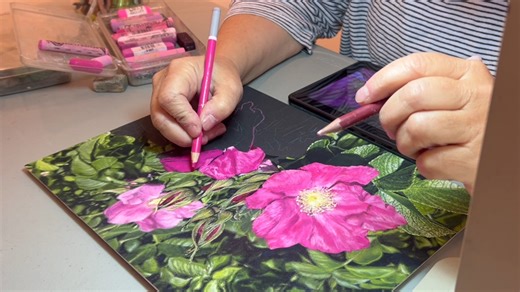 Rugosa Abloom, meticulously rendered with the richest colors, by Amy Sanders, almost finished and available to reserve at Addison Art Gallery. Rugosa Abloom l Amy Sanders l 9 x 12, framed 13 x 16 l $2,150. #RosaRugosa #BestCapeCodArtGallery #AddisonArtGallery #Pastels #AmySanders #ArtCollector | Addison Art Gallery