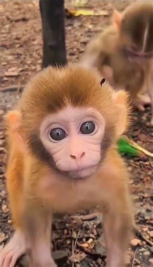2 little Monkey siblings Playing together. #monkey #animals #babymonkeys #monkeylove