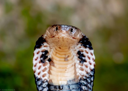 Chinese Cobra - Naja atra — HongKongSnakeID.com