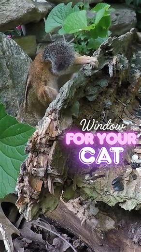 Your Cat's New Favorite Show: Chipmunk in the Wild #catTV #petvideos