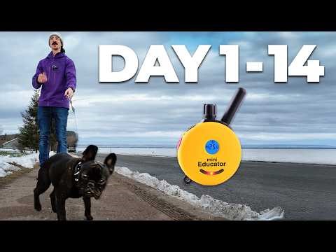 How to Start Ecollar Training Your Dog - Perfect Recall (2026)