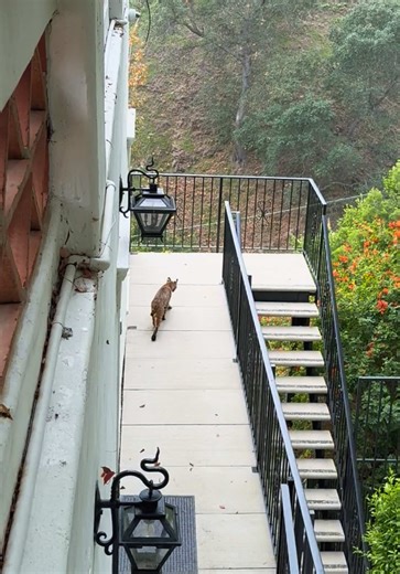 Cute Bobcats in California: Nature's Adorable Creatures
