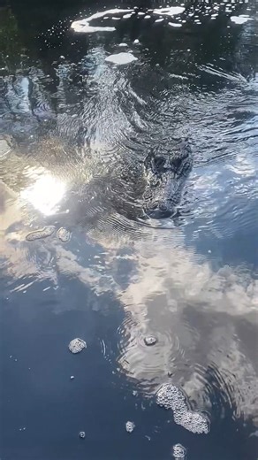 Happy #GatorGossip Monday! Last week, we talked about the difference between "aggressive" and defensive alligator behavior. Defensive behavior is normal for an alligator and is something to be aware of, but it is not a cause for concern. The behaviors we are going to talk about this week, however, can lead to potential issues, and most of the time, these behaviors are taught by humans. Alligators are naturally fearful of humans and will usually flee when approached by a human. However, because a